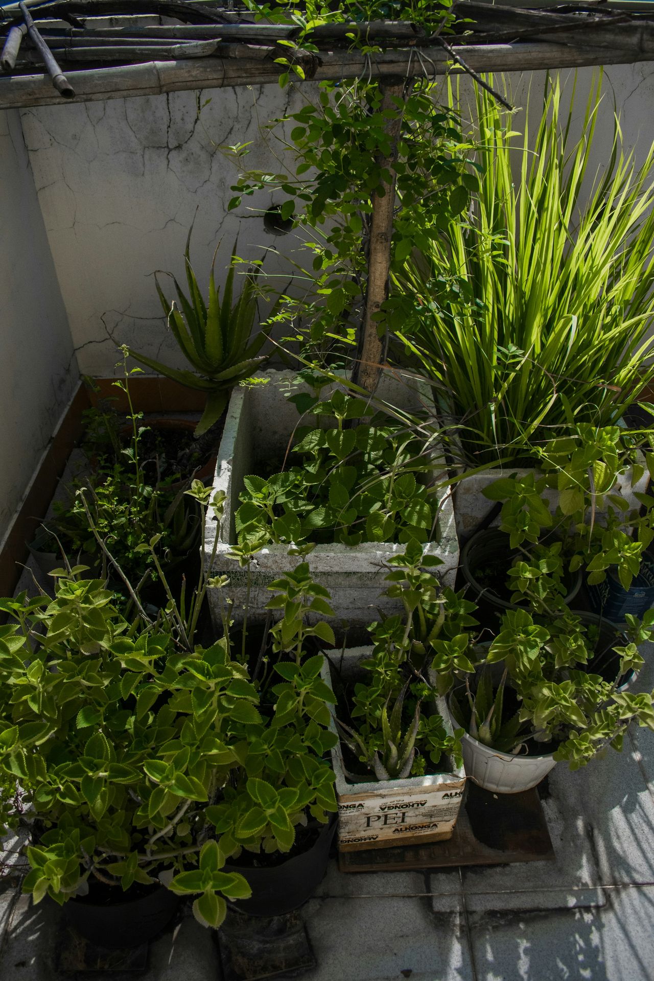 a group of plants in pots